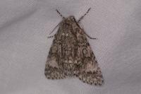 Acronicta megacephala