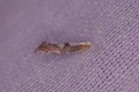 Argyresthia spinosella