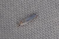Phyllonorycter harrisella