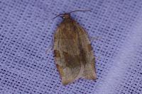 Choristoneura hebenstreitella
