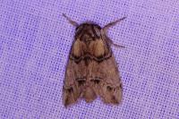 Drymonia velitaris