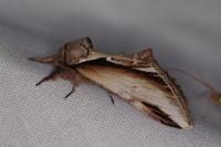 Pheosia gnoma