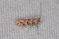 Phyllonorycter trifasciella
