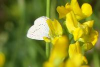 Cupido minimus