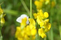 Cupido minimus