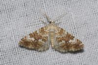 Perizoma flavofasciata