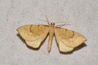 Gandaritis pyraliata