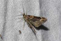 Xanthorhoe ferrugata/spadicearia