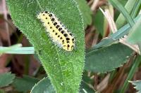 Zygaena filipendulae