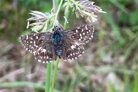 Pyrgus malvae