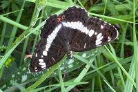 Limenitis camilla