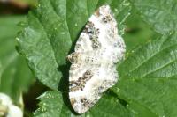 Epirrhoe rivata
