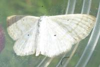 Scopula immutata