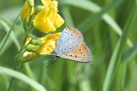 Lycaena dispar