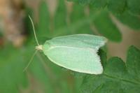 Tortrix viridana