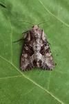 Lacanobia w-latinum