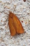 Diacrisia sannio