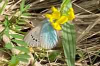 Glaucopsyche alexis