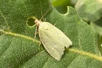 Tortrix viridana