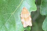 Choristoneura hebenstreitella