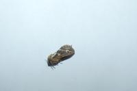 Korscheltellus lupulinus