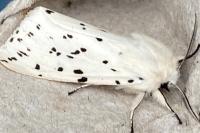 Spilosoma lubricipeda