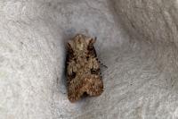 Agrotis puta