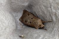 Agrotis exclamationis