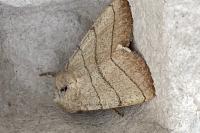 Charanyca trigrammica