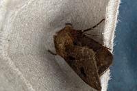 Agrotis exclamationis