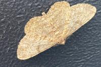 Peribatodes rhomboidaria