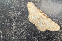 Hypomecis punctinalis