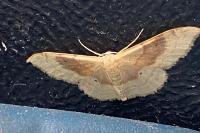 Idaea degeneraria