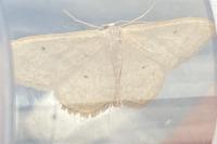Idaea straminata