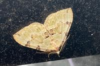 Colostygia pectinataria