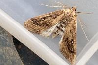 Parapoynx stratiotata