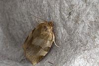 Choristoneura hebenstreitella