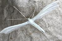 Pterophorus pentadactylus