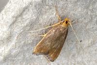 Eurodachtha pallicornella