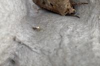 Argyresthia spinosella