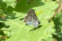 Lycaena tityrus