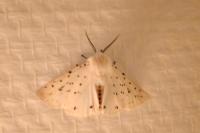 Spilosoma lubricipeda