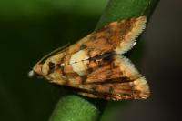 Pseudargyrotoza conwagana