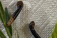 Coleophora