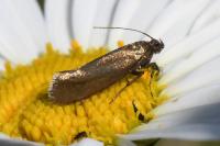Glyphipterix fuscoviridella