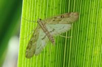 Parapoynx stratiotata