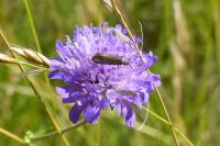 Nemophora metallica
