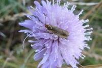 Nemophora metallica