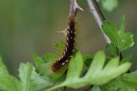 Euproctis chrysorrhoea