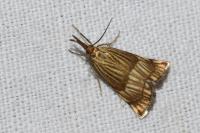 Chrysocrambus linetella